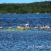flamingo_pink_wc_h_0117_tci0117.jpg